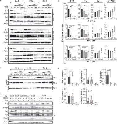 Proteolysis Targeting Chimeras for BTK Efficiently Inhibit B-Cell Receptor Signaling and Can Overcome Ibrutinib Resistance in CLL Cells